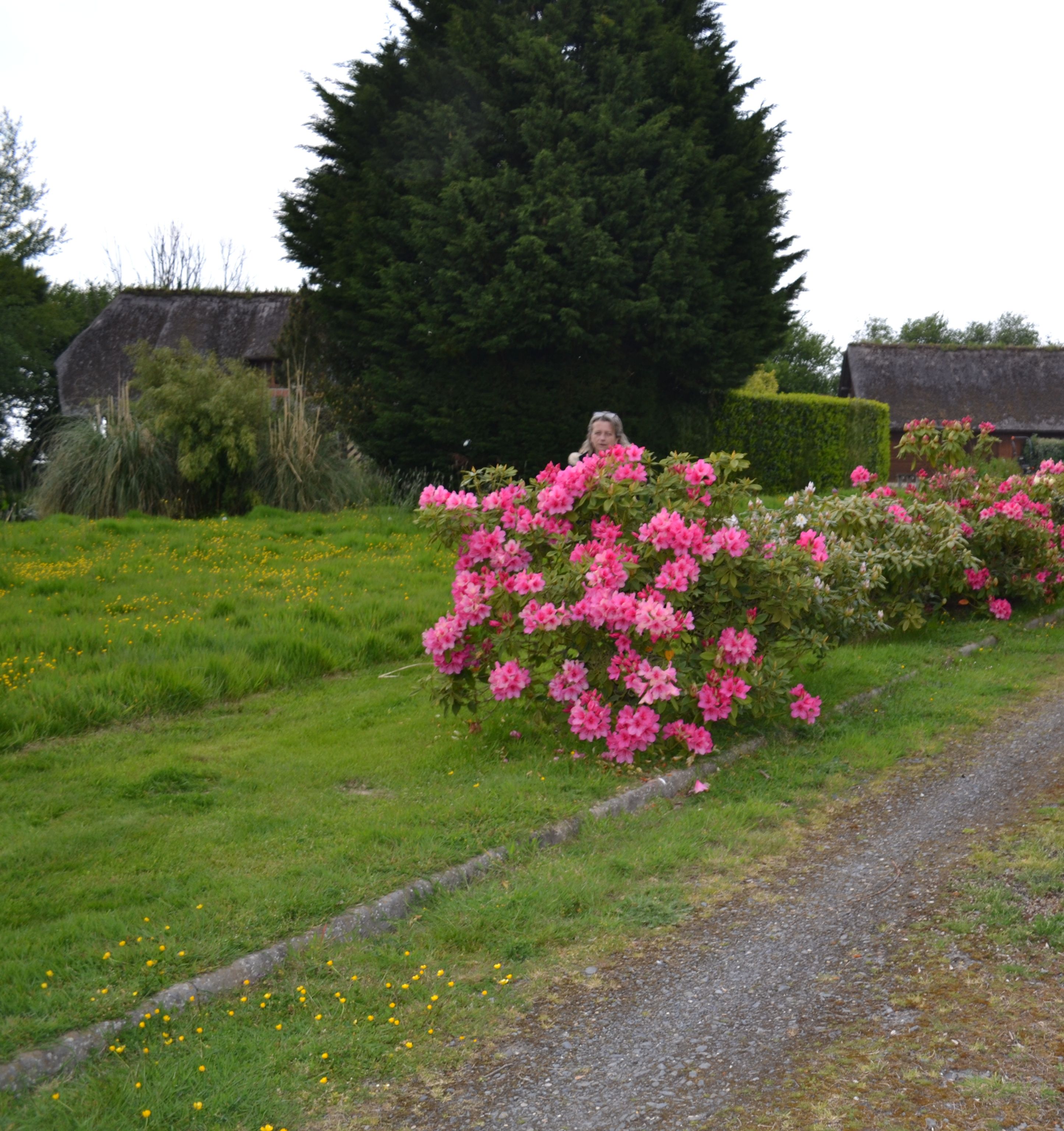 En landlig sti med hække og blomstrende planter.