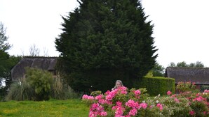 A rural pathway with hedges and flowering plants.