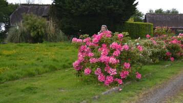 En landlig sti med hække og blomstrende planter.