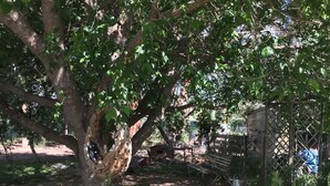 Un jardín con un árbol grande, plantas con flores y una estructura de madera.