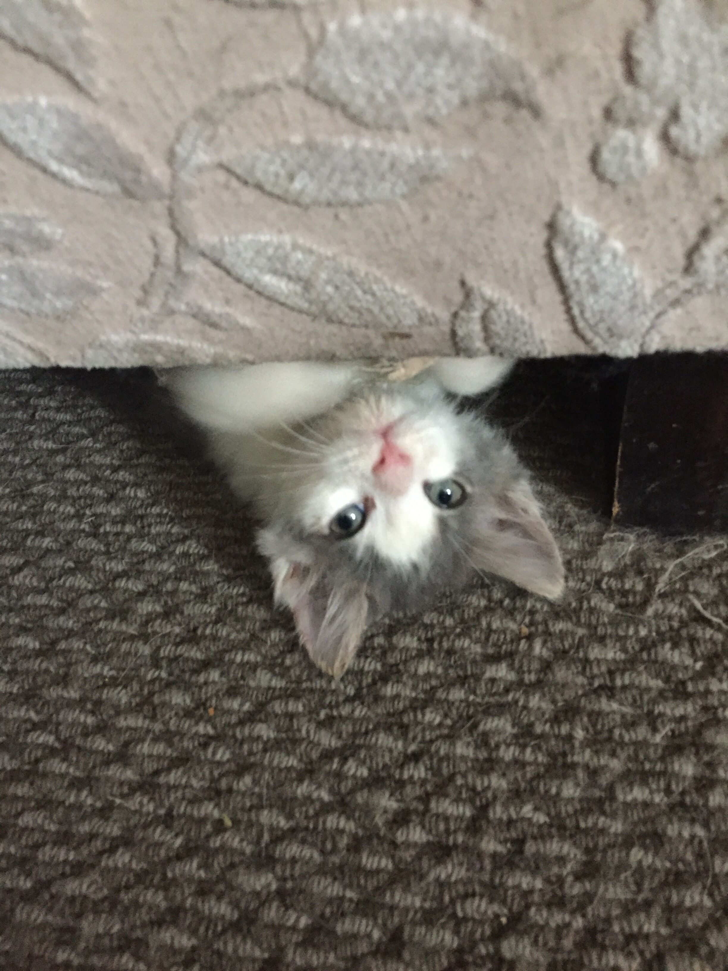 A cat peeking out from under a couch with a patterned fabric backdrop.