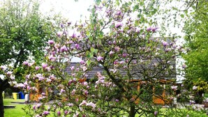 A tree with pink blossoms in a grassy area with a building in the background.