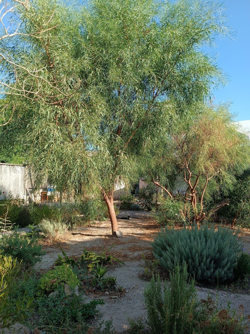 Un jardin où l’on trouve une variété d’arbres et d’arbustes, un sentier de terre et, au fond, un mur de pierres.