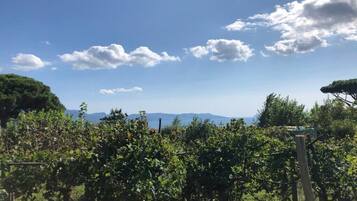 A vineyard with rows of grapevines and a clear sky with clouds.