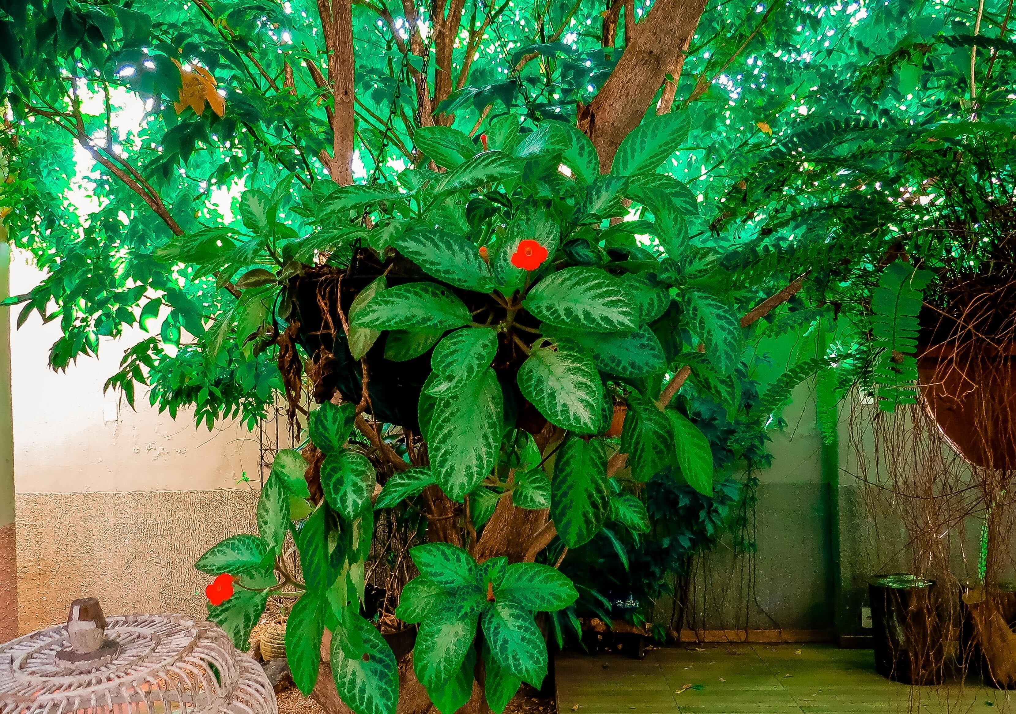 A lush green garden with a tree bearing red flowers, a patterned outdoor seating area, and a wall in the background.