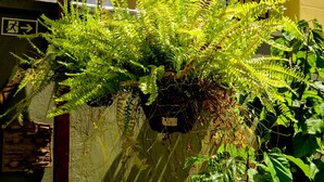 A green fern plant in a hanging planter against a building wall.
