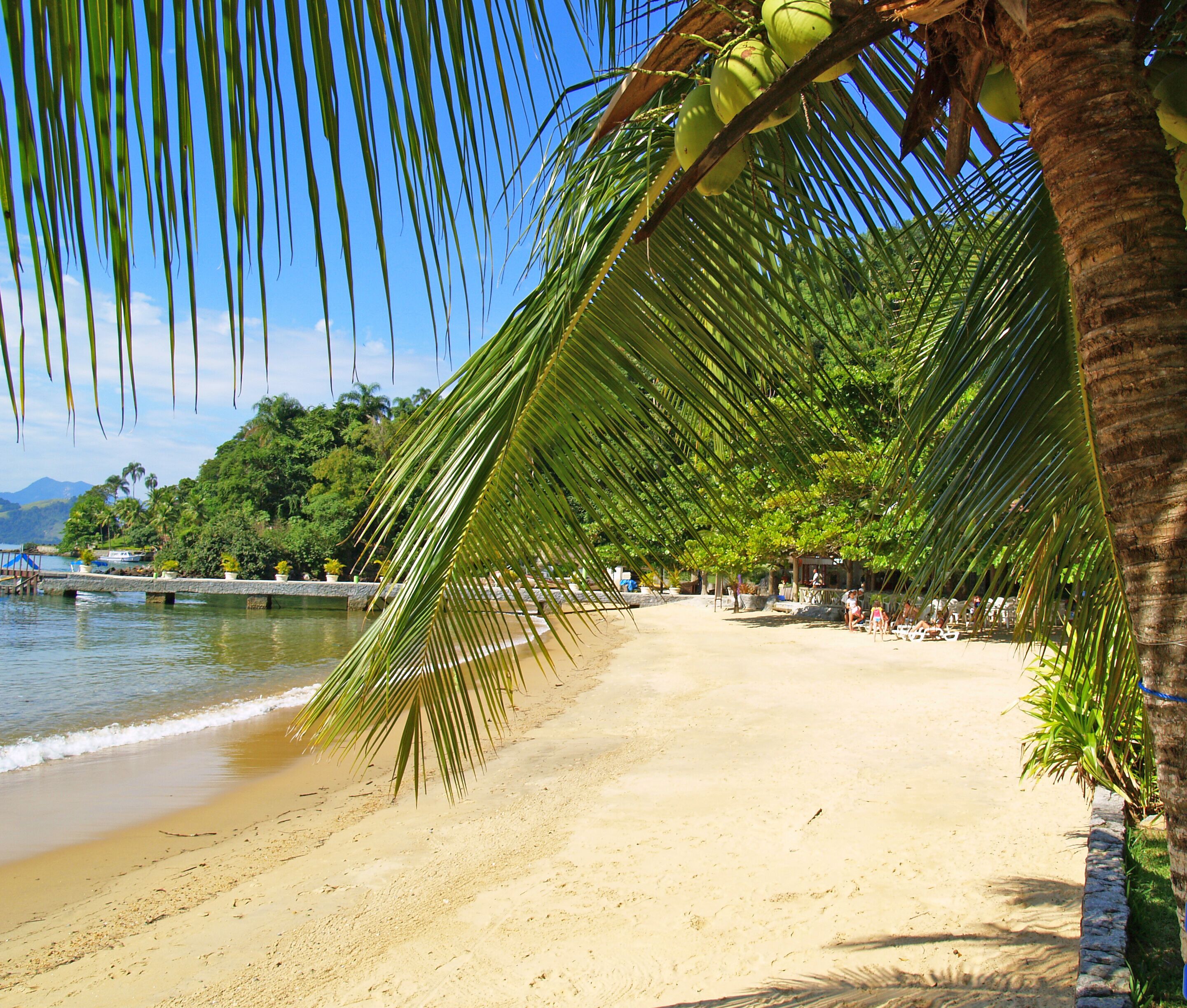 A beach with palm trees, a sandy shore, and a calm sea.