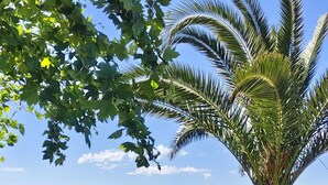 Dos sillas al aire libre mirando un paisaje con una palmera y montañas al fondo.