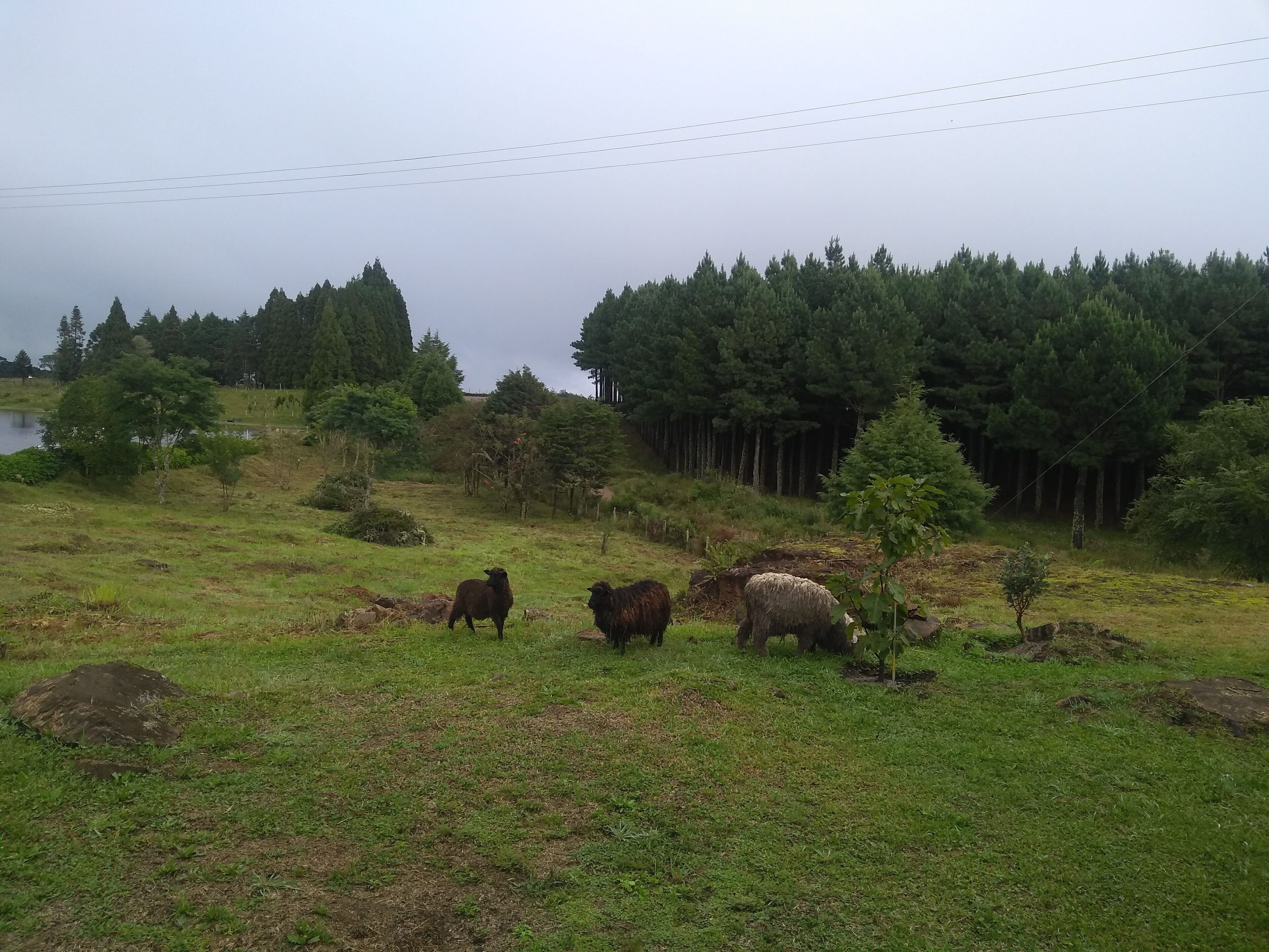 A grassy field with a few sheep grazing, surrounded by trees and a forest in the background.