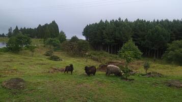 A grassy field with a few sheep grazing, surrounded by trees and a forest in the background.