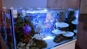 A large aquarium with various corals and fish, placed on a white cabinet. - Hotel AQUA Blue Yokosuka - Adults Only (Yokosuka)