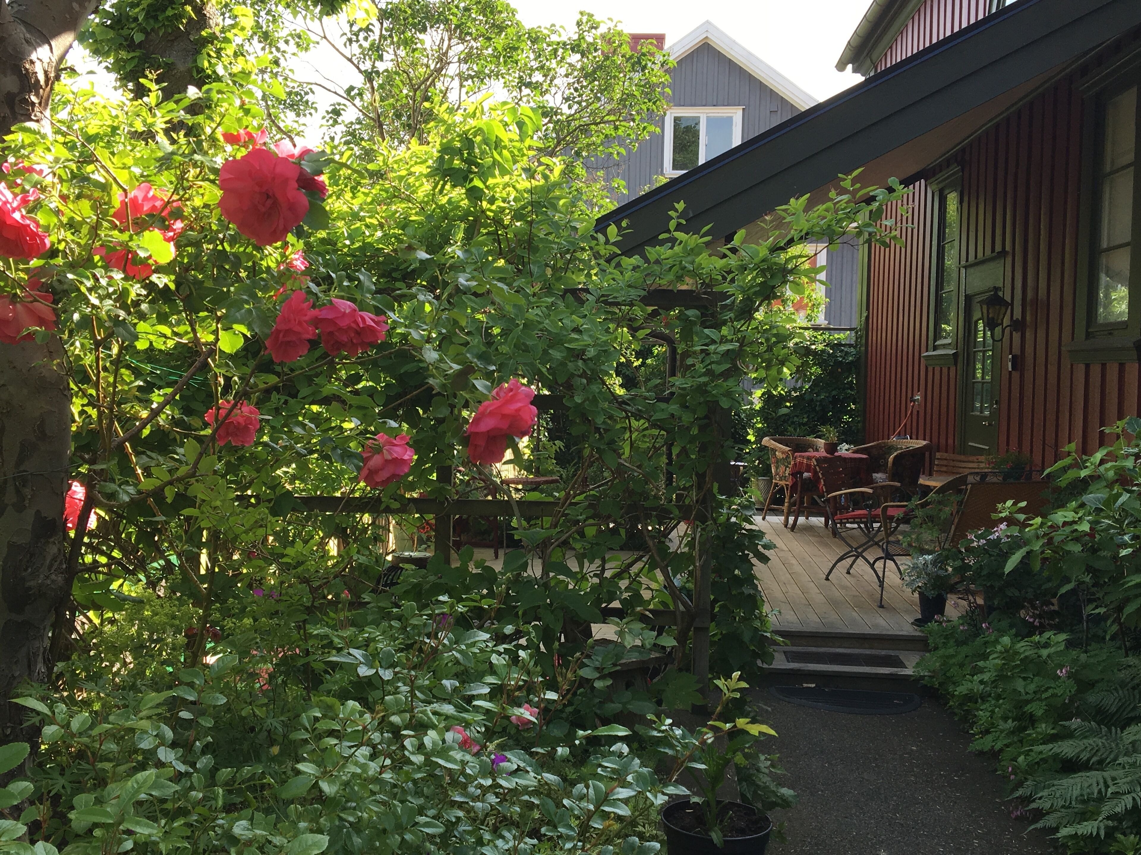 Trädgård