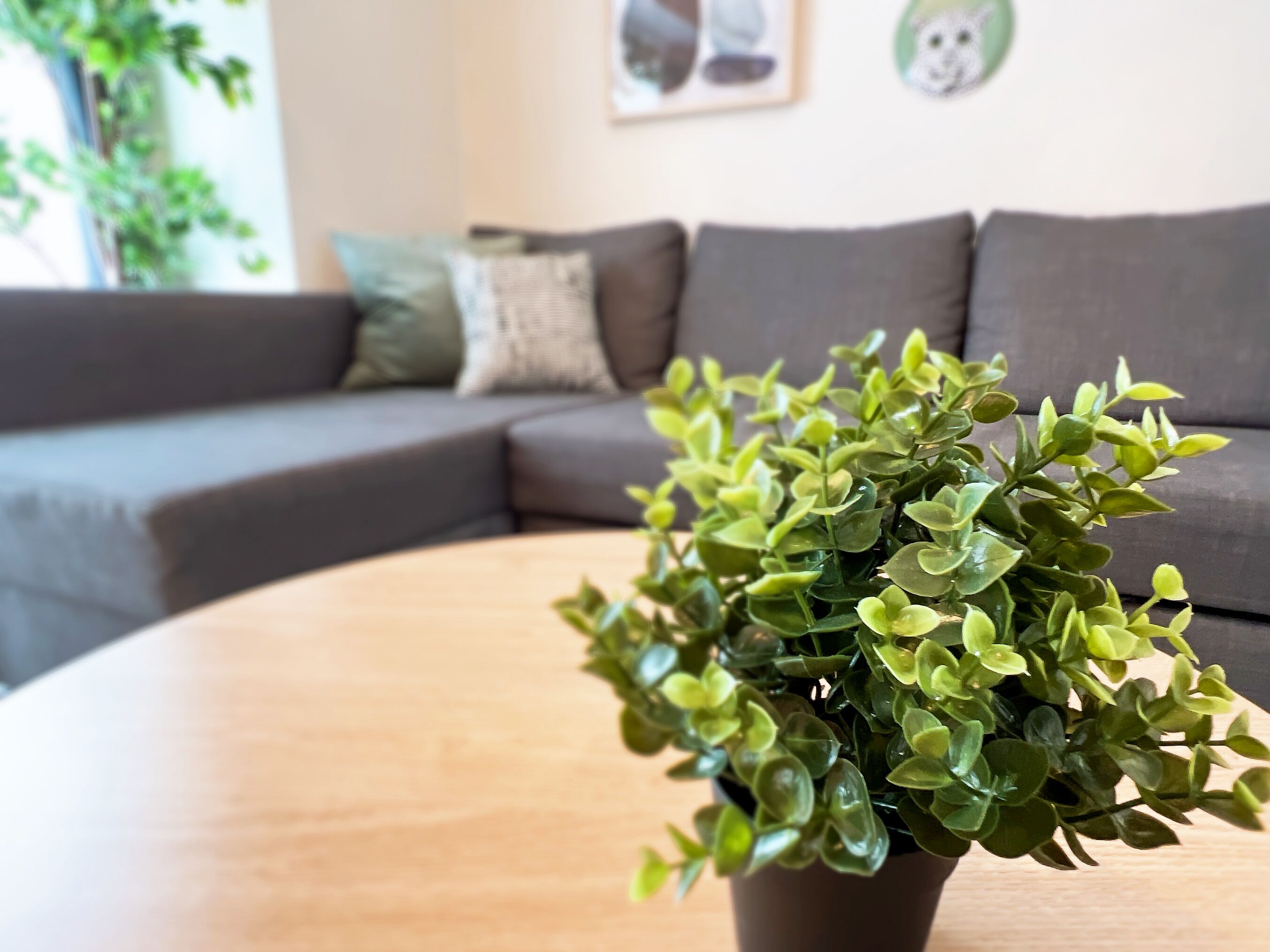 A living room with a grey sofa, a round wooden coffee table, and a potted plant in the foreground.