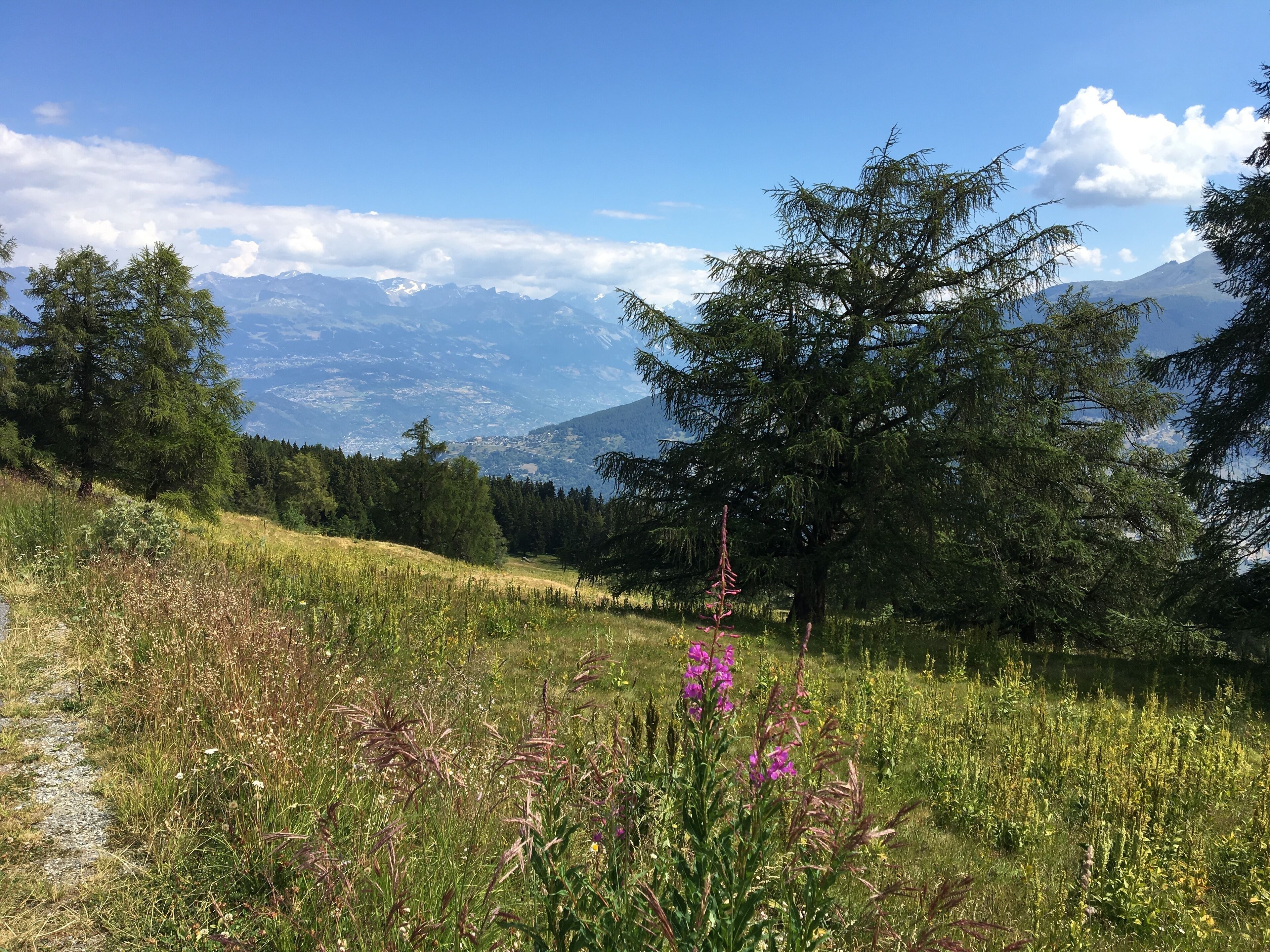 Un paysage montagneux avec un ciel dégagé, un sentier et différents types de végétation.
