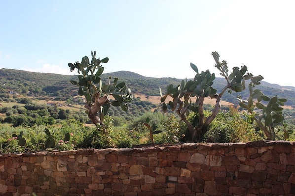 Een stenen muur met cactussen op de voorgrond en een heuvelachtig landschap op de achtergrond.