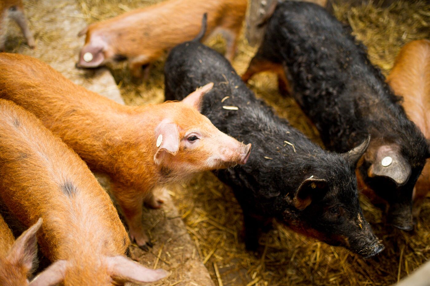 A group of pigs in a pen with hay on the ground.