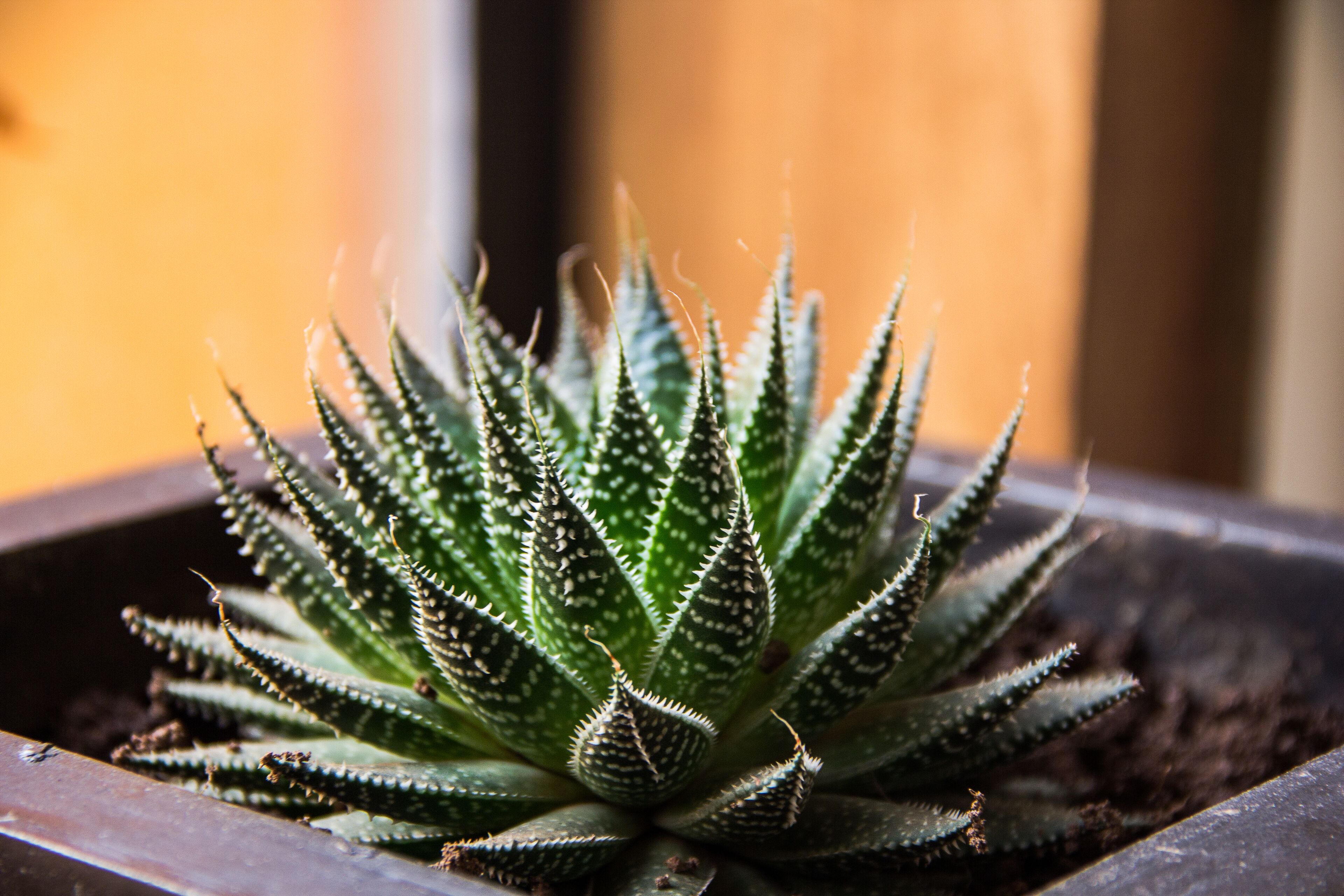 A potted succulent plant with spiky leaves in a black pot.