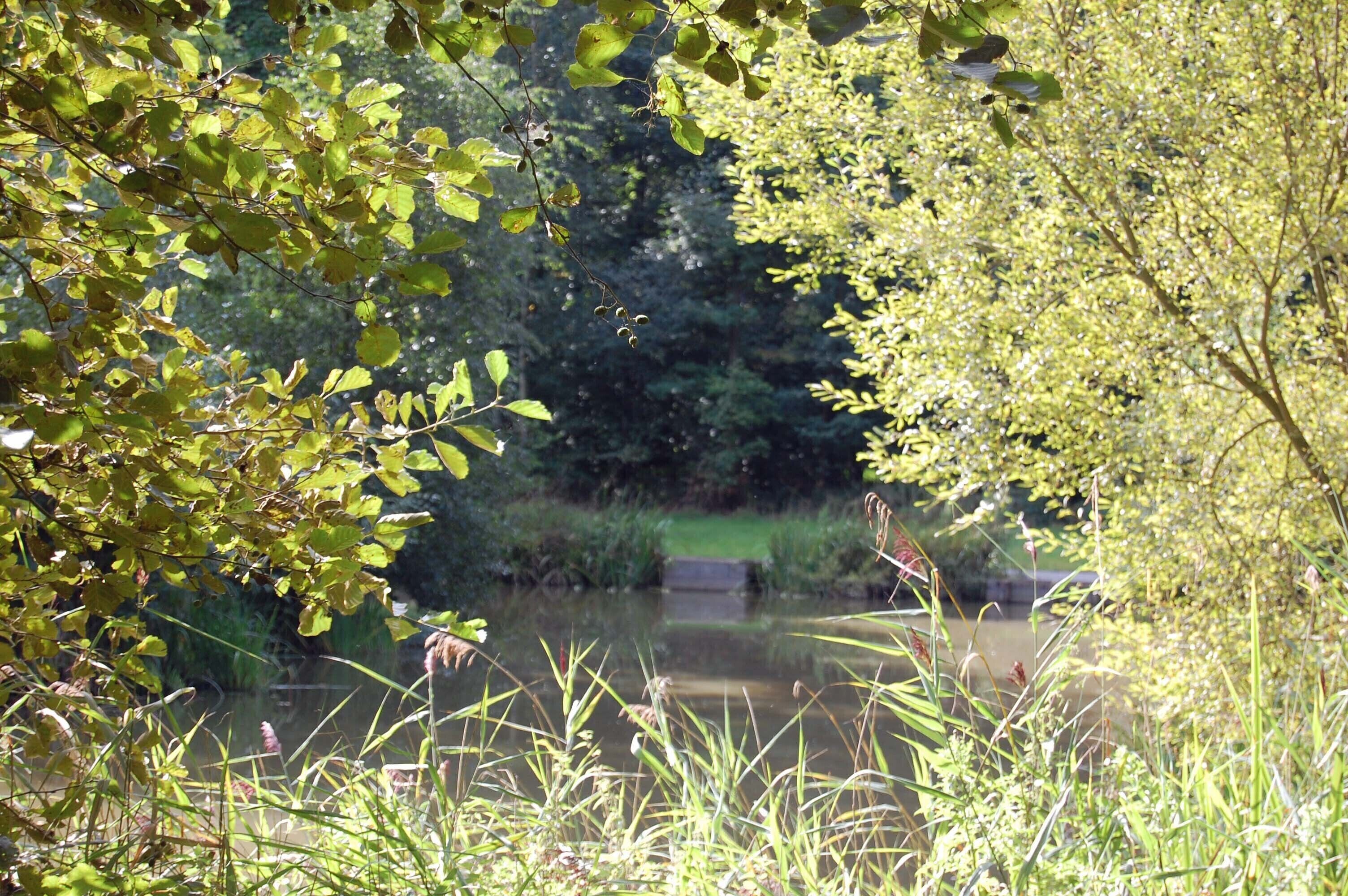 A serene riverside scene with dense foliage and a calm water body.