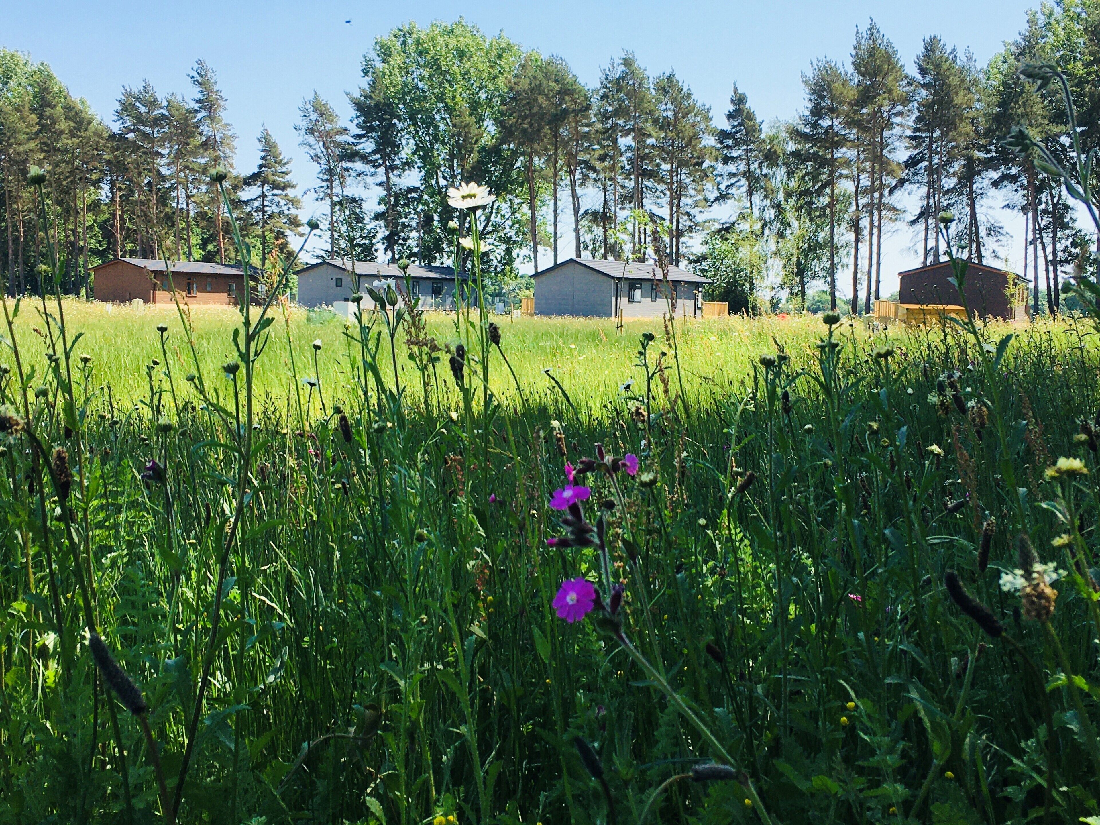A grassy field with a few buildings in the background.