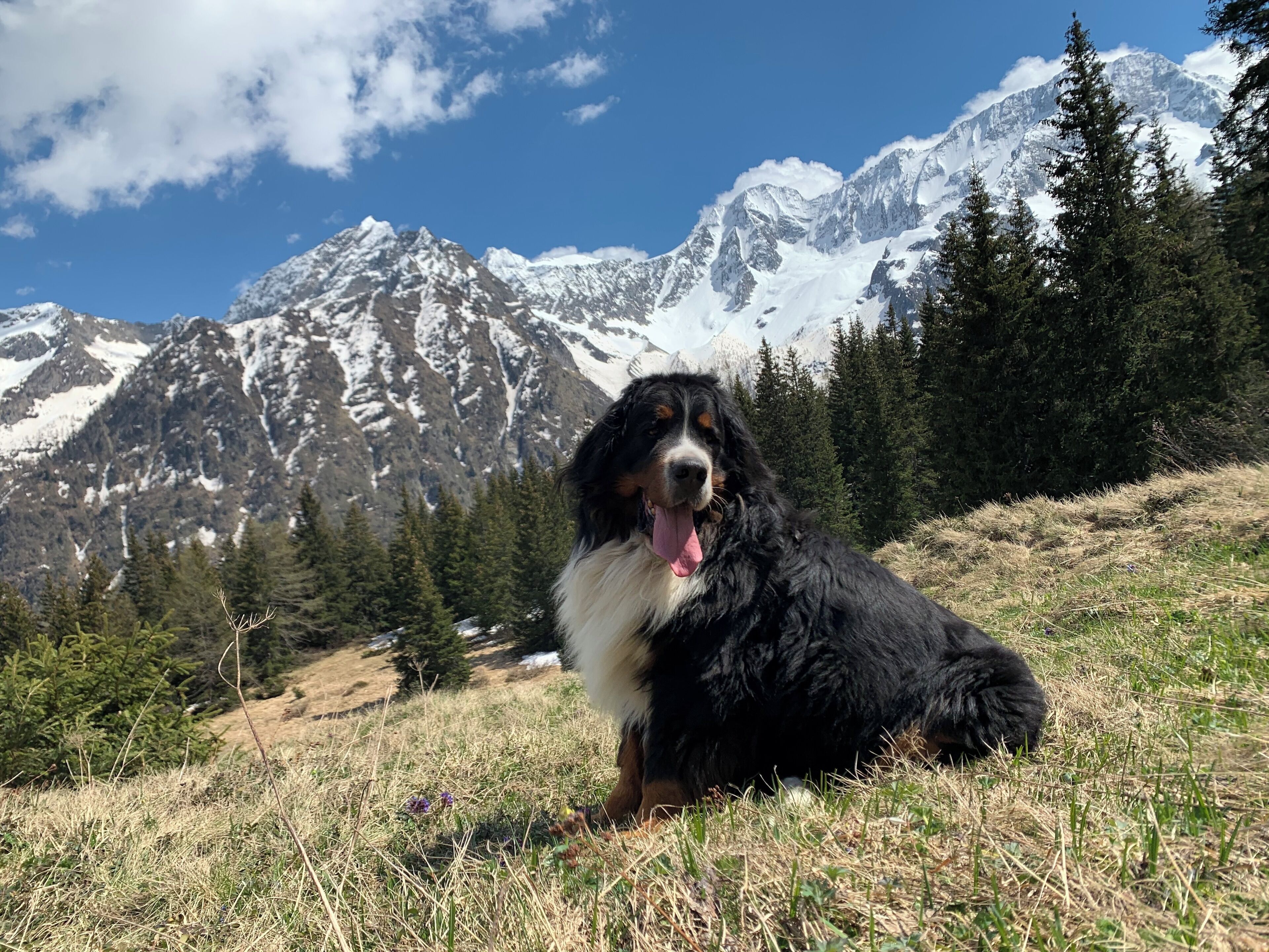 Animaux de compagnie acceptés