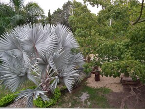 Un jardín con plantas de hojas plateadas y diversas especies de árboles.