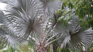 A garden with a prominent palm tree and a stone sculpture.