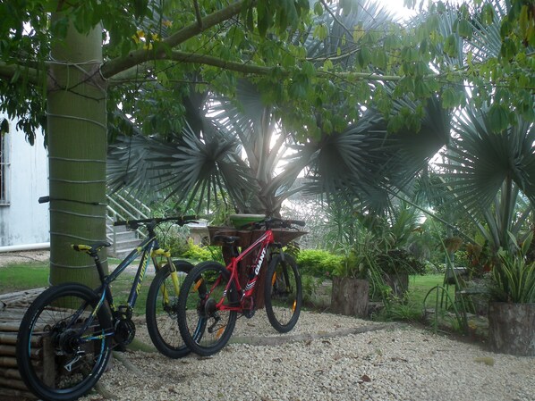 Dos bicicletas estacionadas bajo un árbol en un jardín con suelo de grava y diversas plantas.