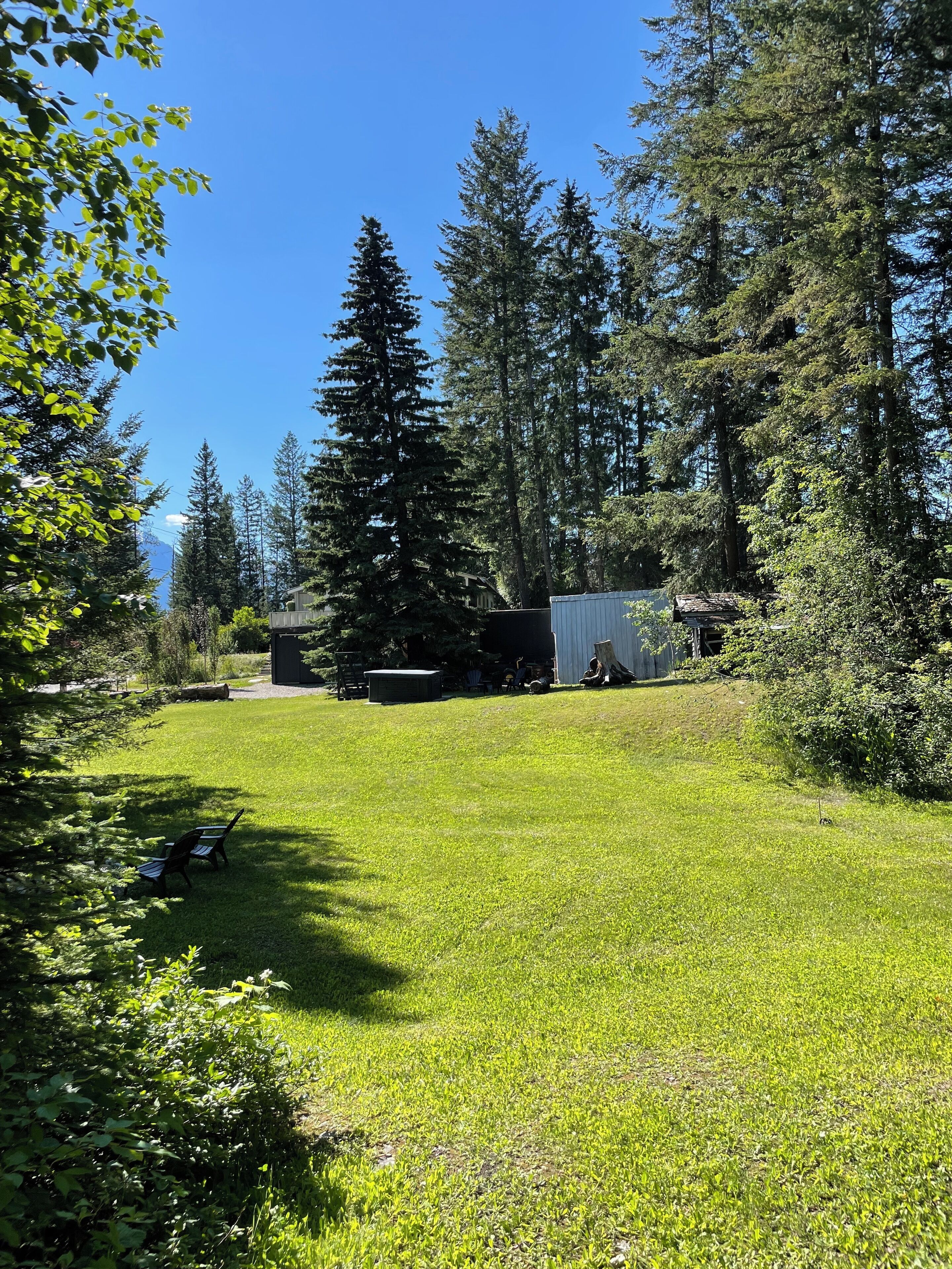 A grassy yard with a bench, surrounded by tall trees and a small shed.