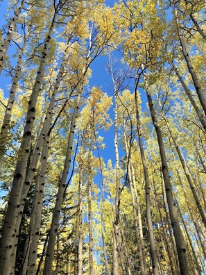 A forest of tall trees with yellow leaves against a clear blue sky. - Cozy Log Cabin on 2 acres, backs to Pike National Forest, just 15mi to Breck (Alma)