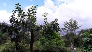 Blick auf den Garten