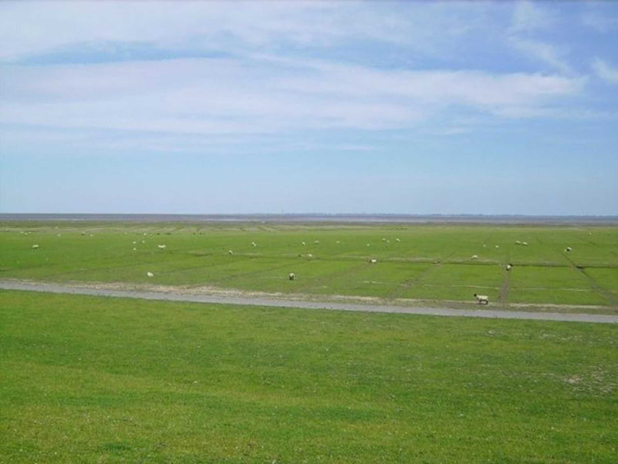 A vast green field with scattered sheep and a clear sky.