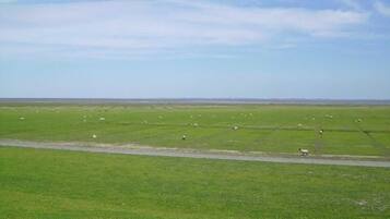 A vast green field with scattered sheep and a clear sky.
