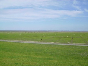 A vast green field with scattered sheep and a clear sky. - Room 3 double room - Bed & Breakfast behind the North Sea dike (Friedrichskoog)