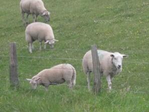 Un champ verdoyant, délimité par une clôture en bois, où paissent des moutons.
