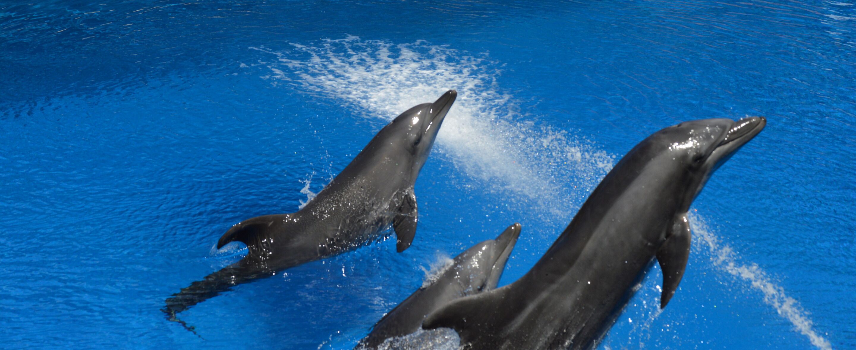 Two dolphins swimming in a pool.