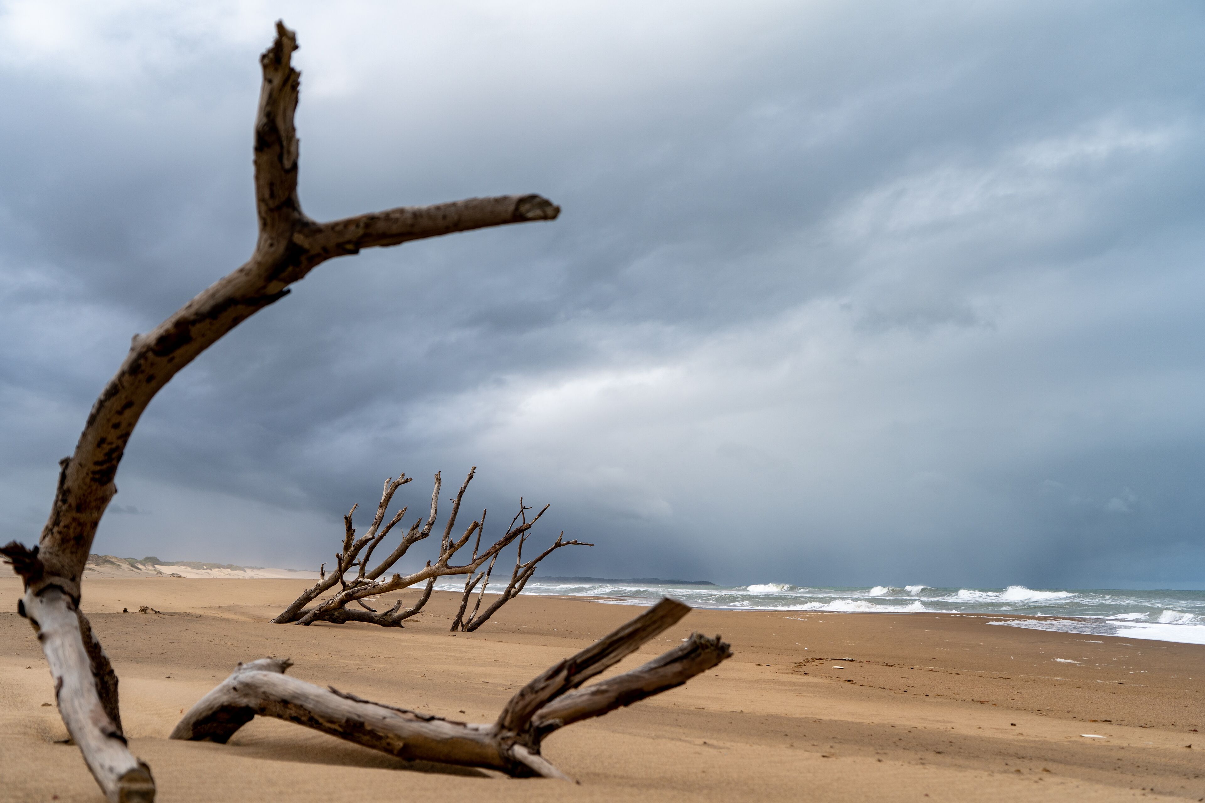 Une plage parsemée de bois flotté, sous un ciel orageux.