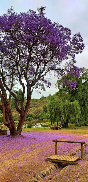 Un árbol con flores moradas, un banco y un estanque en un parque.
