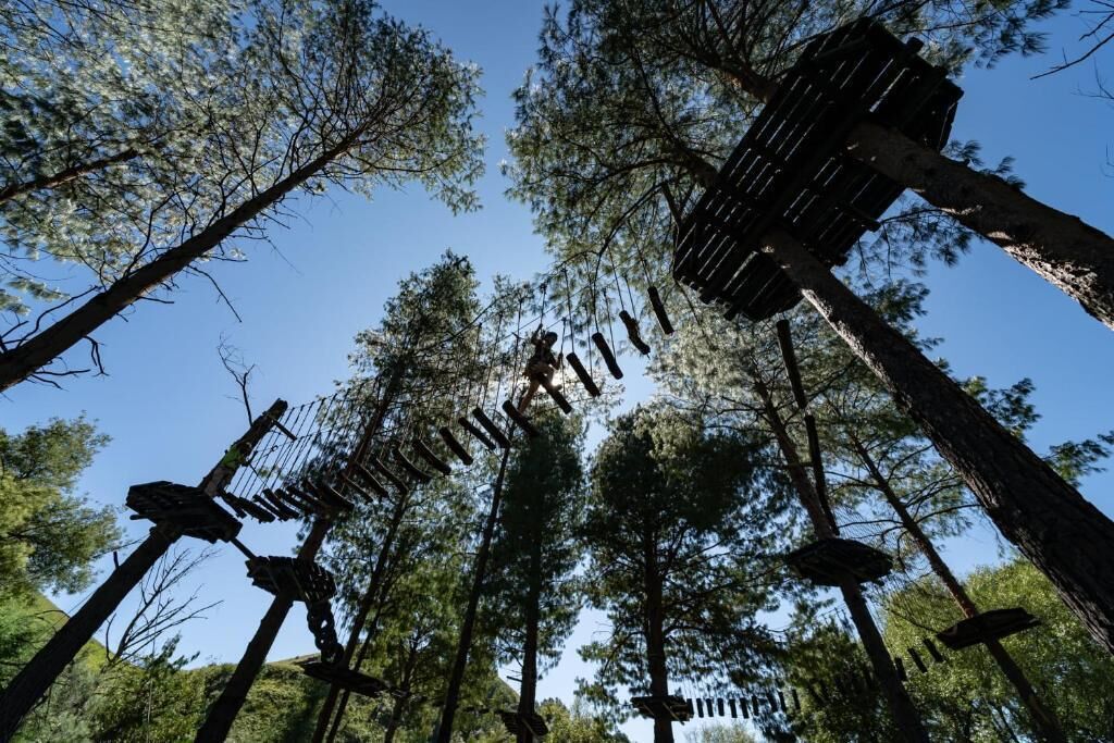 A forest with tall trees and wooden structures.