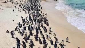 Une plage où se trouve un grand nombre de pingouins rassemblés sur le sable, un promontoire rocheux et une jetée où se promènent des gens.