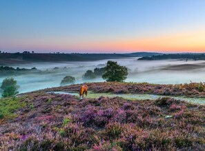A horse grazing in a heather field with a misty landscape in the background. - Large New Forest Shepherds Hut and Scandinavian Hot Tub with hydro massager <br><br> (Sway)