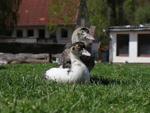 Billede uden beskrivelse, 5 af 8, knap