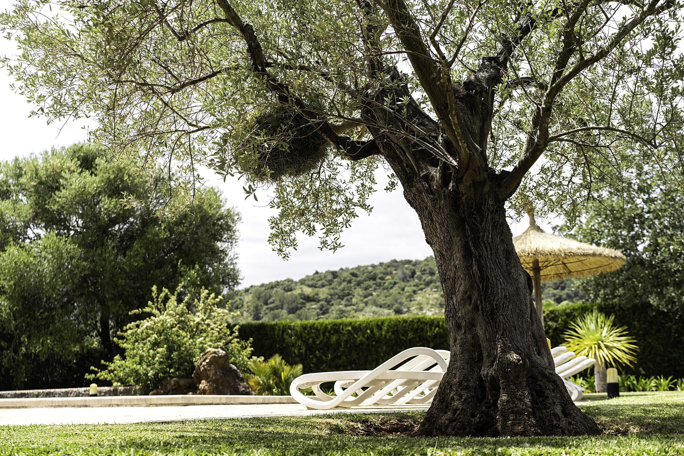 A tree with a hammock and a thatched umbrella in a garden setting.