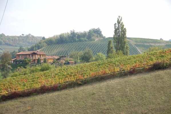 A vineyard with rows of grapevines and a building with a red roof in the background.