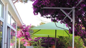 Un patio al aire libre con mesas y sillas, rodeado de plantas en macetas y flores moradas.