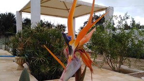 A garden with a variety of plants including a tall bird of paradise, a cactus, and other greenery.