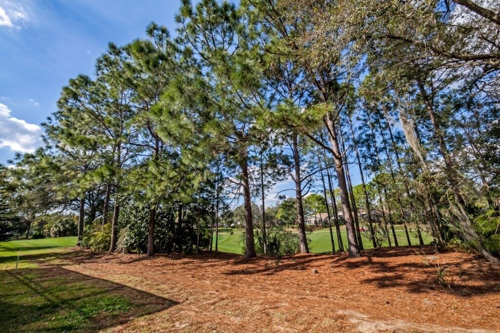 Un campo da golf con pini e cielo sereno.