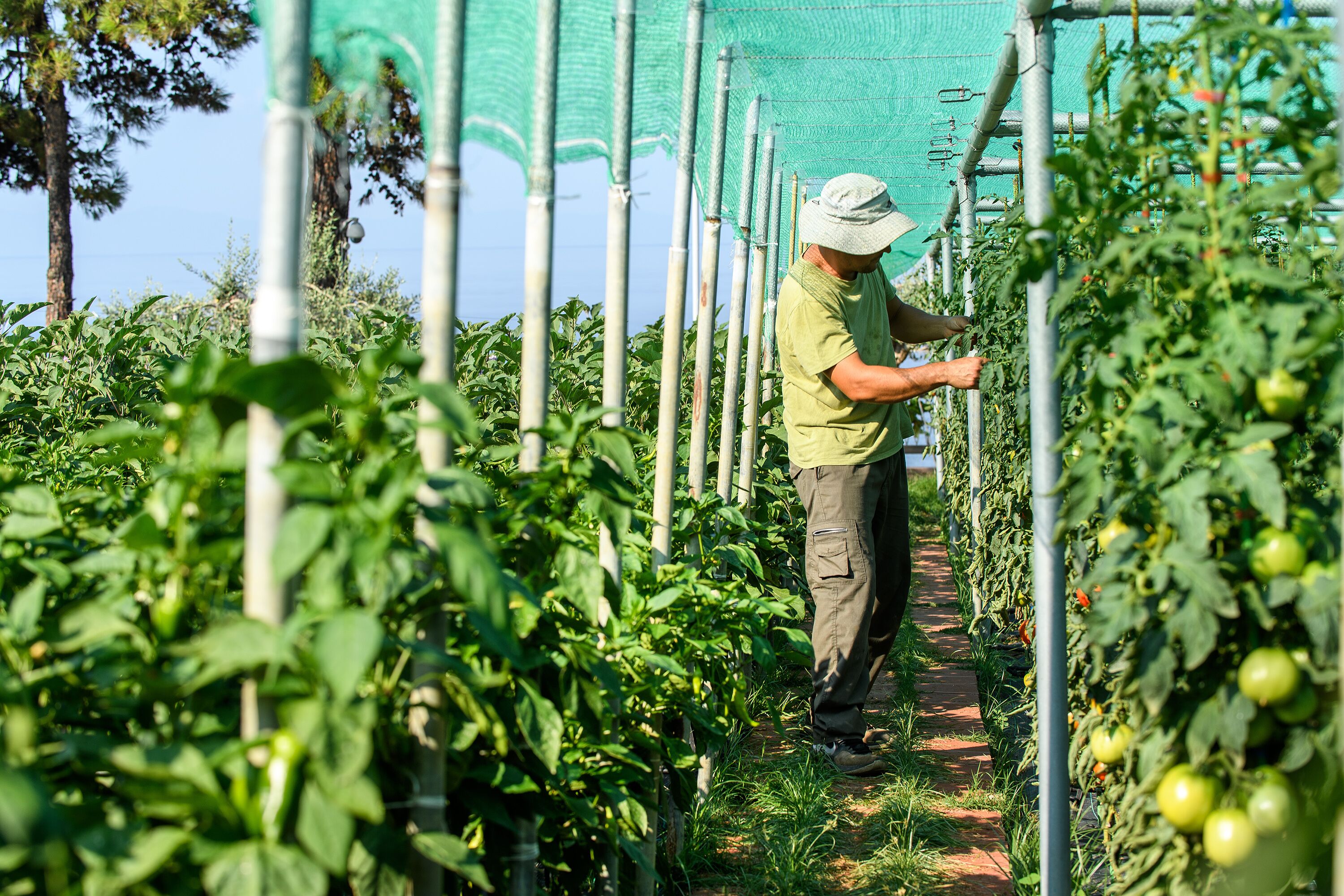 A person tending to tomato plants in a greenhouse with a pathway.