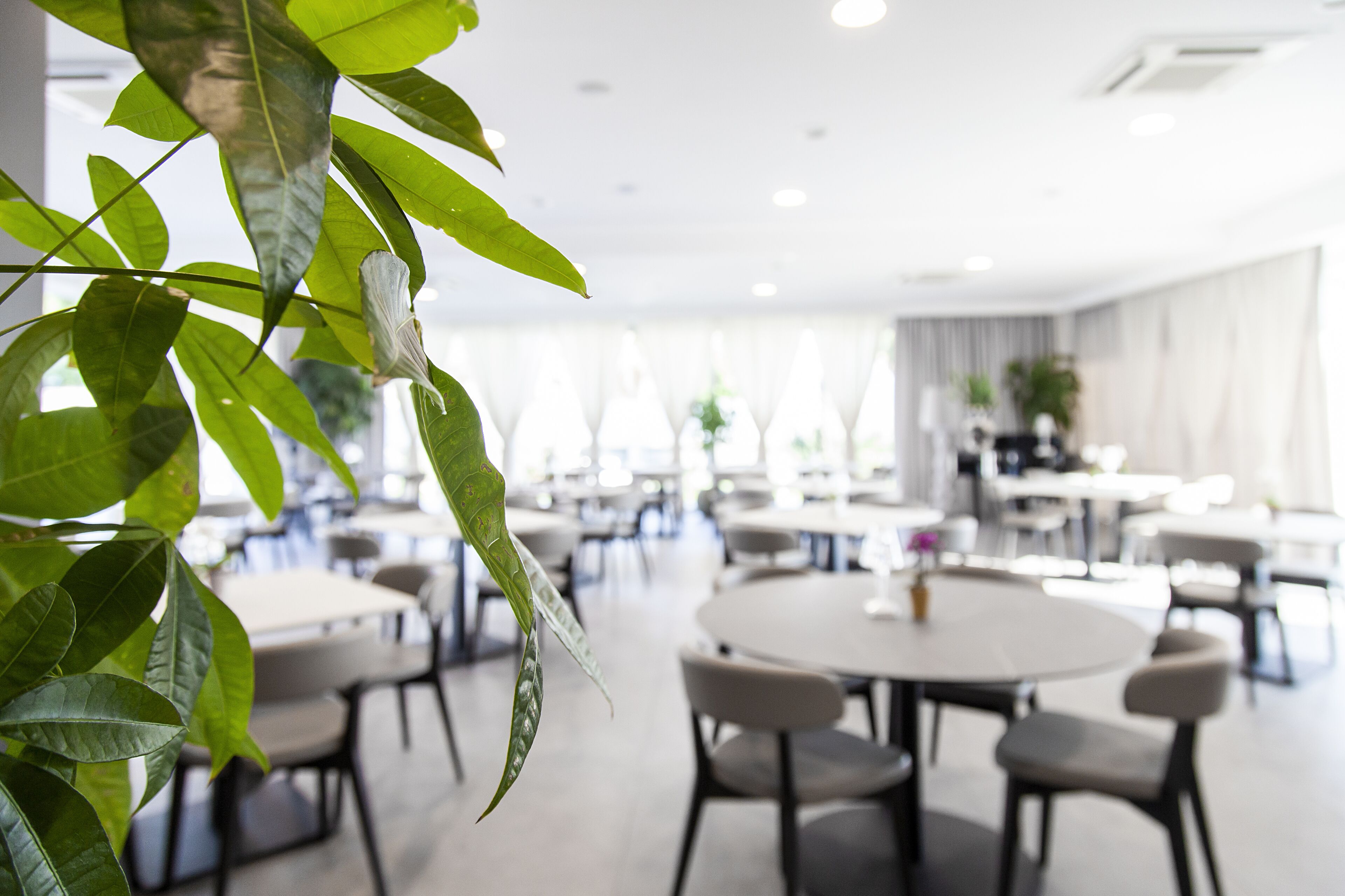 Un espace repas moderne avec des tables et des chaises rondes, de grandes fenêtres et des plantes d’intérieur.