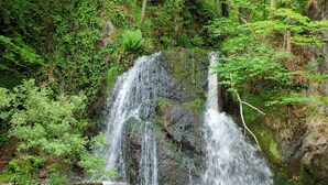 Een waterval in een bebost gebied met weelderige begroeiing en rotsachtig terrein.