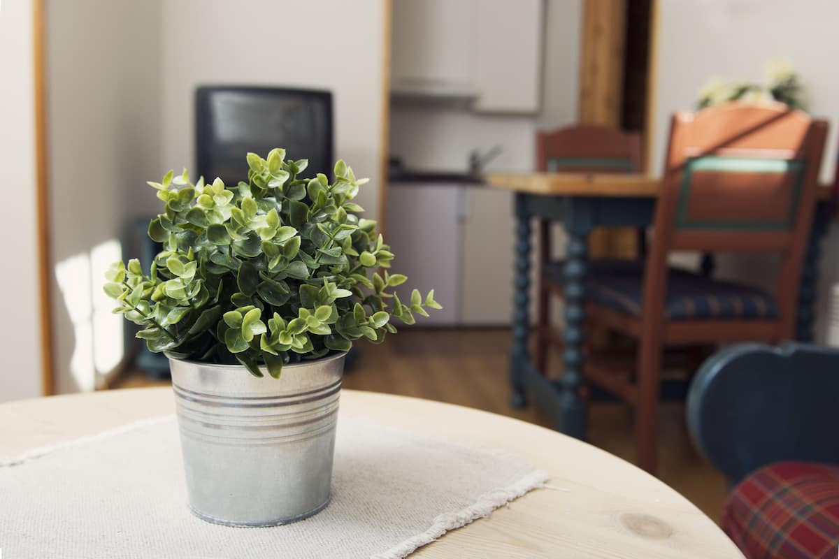 A potted plant on a round table in a room with a wooden floor, a chair, and a television in the background.